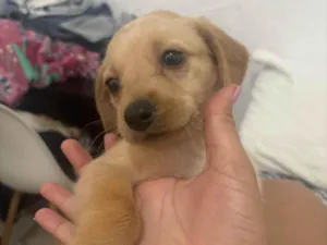 Cachorro raça SRD-ViraLata idade 2 a 6 meses nome Sem nome 