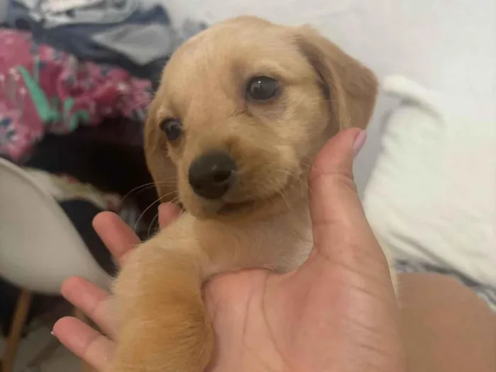 Cachorro ra a SRD-ViraLata idade 2 a 6 meses nome Sem nome 