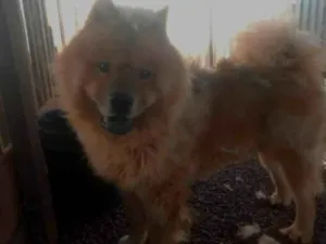 Cachorro raça Chow Chow idade 1 ano nome Chow Chow adulto 