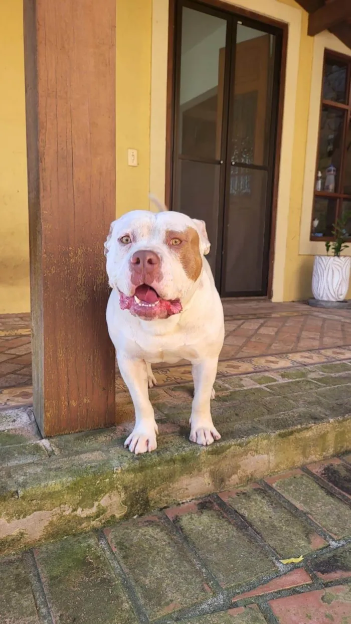 Cachorro ra a Pit-Bull idade 2 anos nome Bull