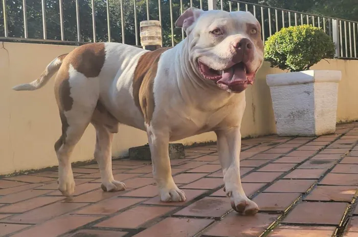 Cachorro ra a Pit-Bull idade 2 anos nome Bull