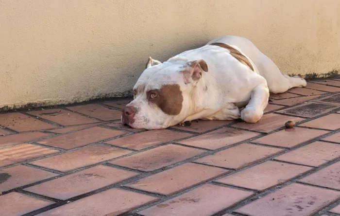 Cachorro ra a Pit-Bull idade 2 anos nome Bull