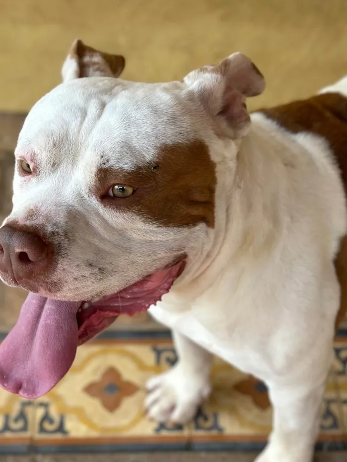 Cachorro ra a Pit-Bull idade 2 anos nome Bull