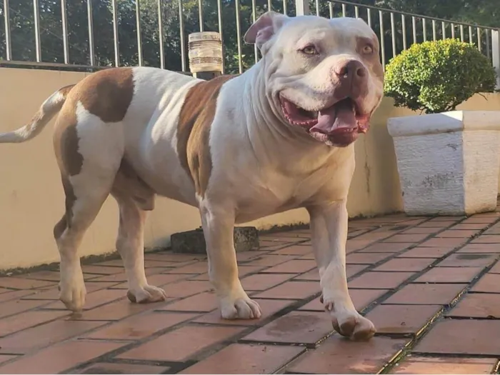 Cachorro ra a Pit-Bull idade 2 anos nome Bull