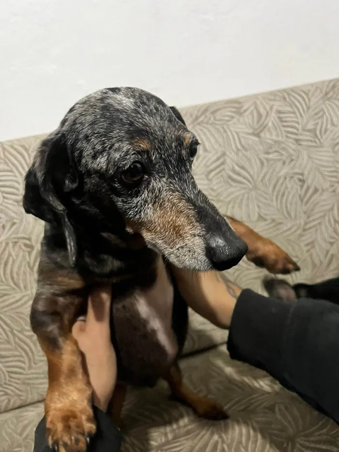 Cachorro ra a Basset-Cofap idade 5 anos nome Yuri