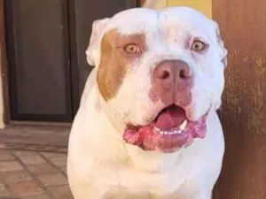 Cachorro raça Pit-Bull idade 2 anos nome Bull