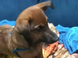 Cachorro raça SRD-ViraLata idade 7 a 11 meses nome Thor