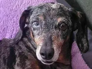 Cachorro raça Basset-Cofap idade 5 anos nome Yuri