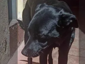 Cachorro raça SRD-ViraLata idade 1 ano nome Black Label