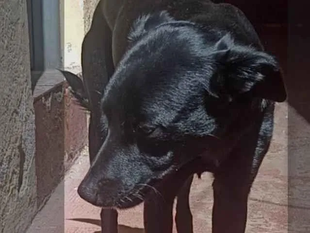 Cachorro ra a SRD-ViraLata idade 1 ano nome Black Label