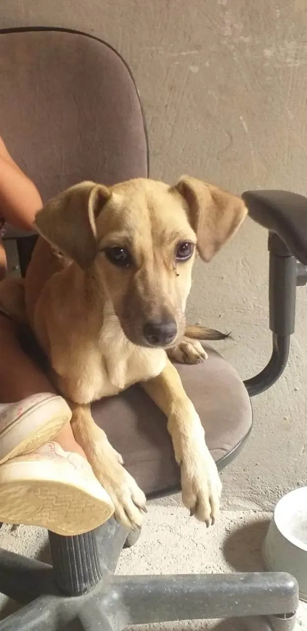 Cachorro ra a SRD-ViraLata idade 2 a 6 meses nome Kate