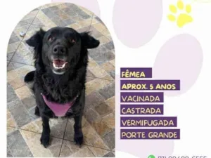 Cachorro raça SRD-ViraLata idade 1 ano nome Suzi