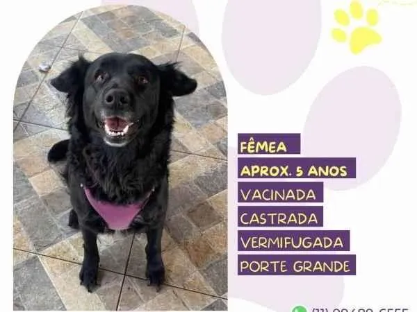 Cachorro ra a SRD-ViraLata idade 1 ano nome Suzi