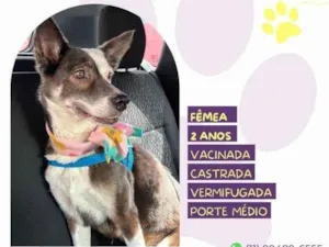 Cachorro raça SRD-ViraLata idade 1 ano nome Clarisse