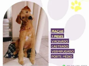 Cachorro raça SRD-ViraLata idade 1 ano nome Scooby