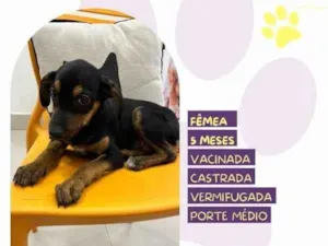 Cachorro raça SRD-ViraLata idade 1 ano nome Jojo