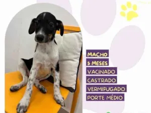 Cachorro raça SRD-ViraLata idade 1 ano nome Cafe