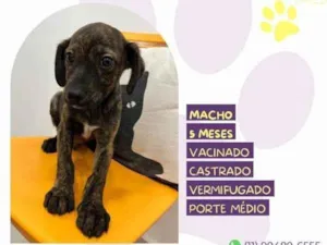 Cachorro raça SRD-ViraLata idade 1 ano nome Faisca