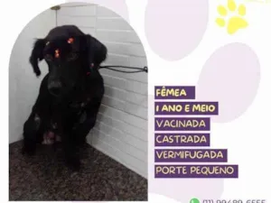 Cachorro raça SRD-ViraLata idade 1 ano nome Drika