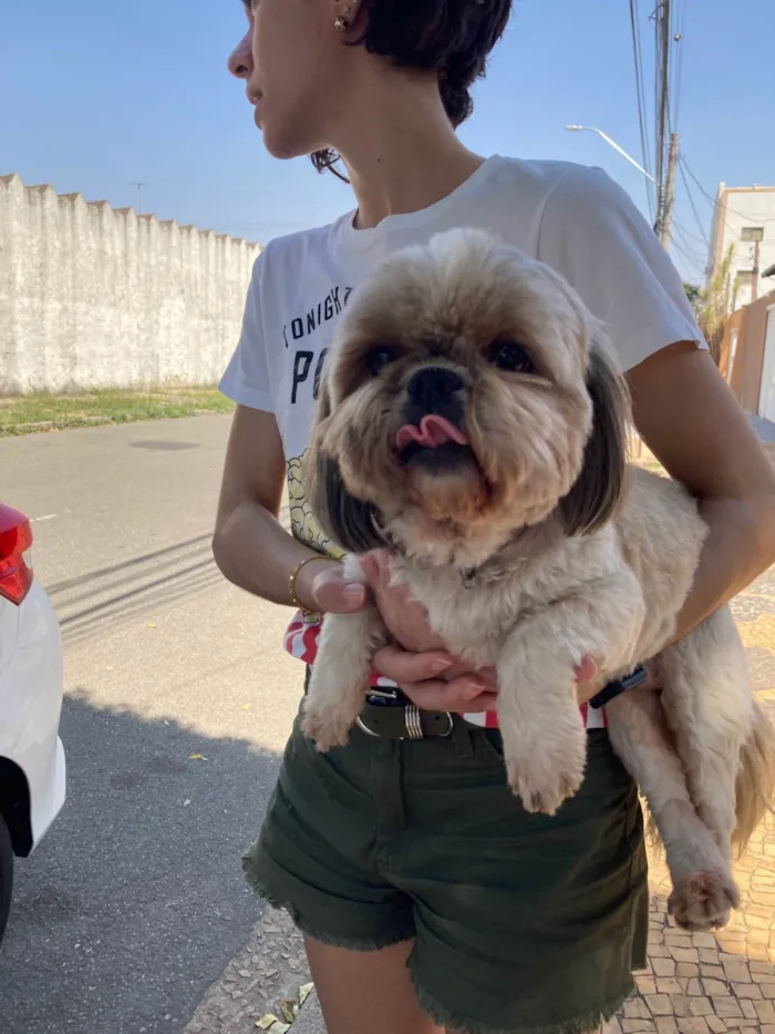 Cachorro ra a Shitzu idade 1 ano nome Bruna