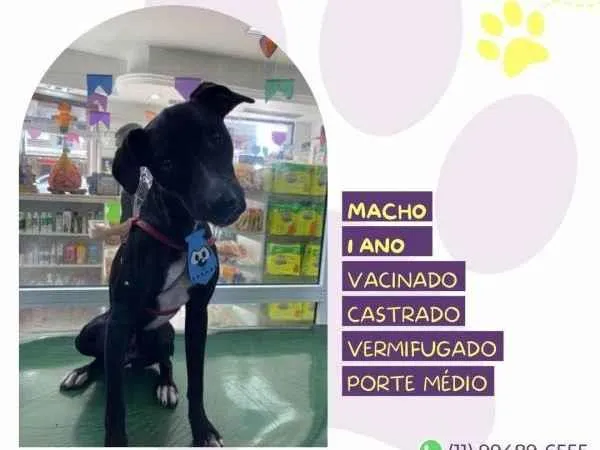 Cachorro ra a SRD-ViraLata idade 1 ano nome Thor
