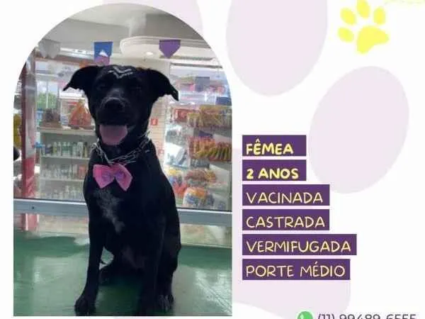 Cachorro ra a SRD-ViraLata idade 1 ano nome Brisa
