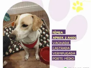 Cachorro raça SRD-ViraLata idade 1 ano nome Cristal