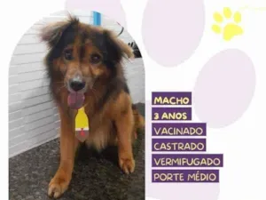 Cachorro raça SRD-ViraLata idade 1 ano nome Jeremias