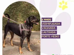 Cachorro raça SRD-ViraLata idade 1 ano nome Bel