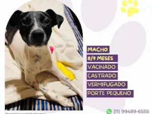 Cachorro raça SRD-ViraLata idade 1 ano nome Romeu