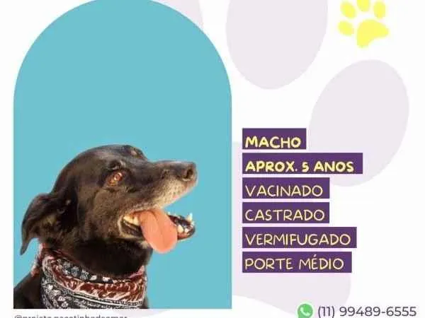 Cachorro ra a SRD-ViraLata idade 1 ano nome Zulu