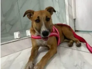 Cachorro raça SRD-ViraLata idade 5 anos nome Lilika