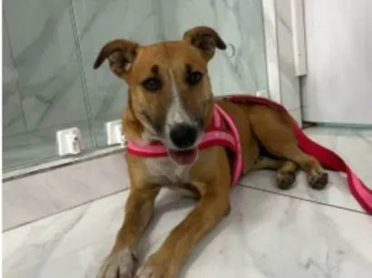 Cachorro raça SRD-ViraLata idade 5 anos nome Lilika