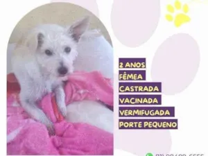 Cachorro raça SRD-ViraLata idade 1 ano nome Yasmin