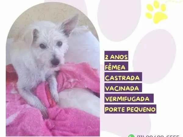 Cachorro ra a SRD-ViraLata idade 1 ano nome Yasmin