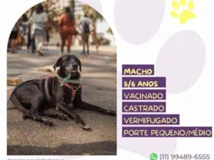 Cachorro raça SRD-ViraLata idade 1 ano nome Jorginho