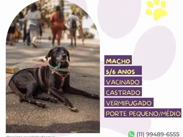 Cachorro ra a SRD-ViraLata idade 1 ano nome Jorginho