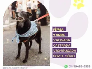 Cachorro raça SRD-ViraLata idade 1 ano nome Amora