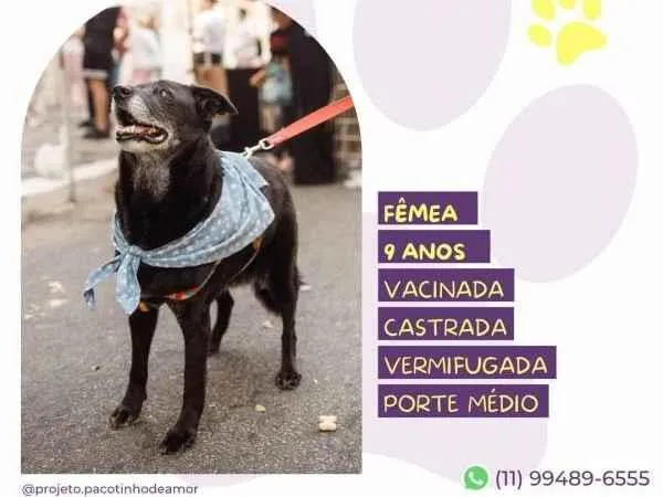 Cachorro ra a SRD-ViraLata idade 1 ano nome Amora