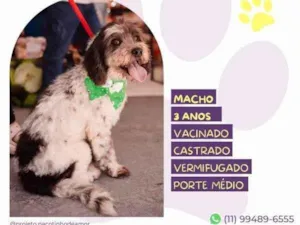 Cachorro raça SRD-ViraLata idade 1 ano nome Douky