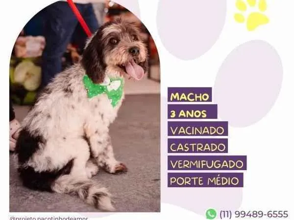 Cachorro ra a SRD-ViraLata idade 1 ano nome Douky