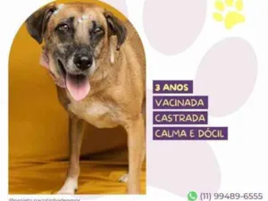 Cachorro raça SRD-ViraLata idade 1 ano nome Stella