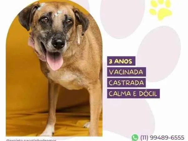 Cachorro ra a SRD-ViraLata idade 1 ano nome Stella