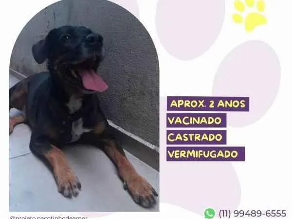 Cachorro ra a SRD-ViraLata idade 1 ano nome Gigante Emilio