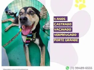 Cachorro raça SRD-ViraLata idade 1 ano nome Zeca