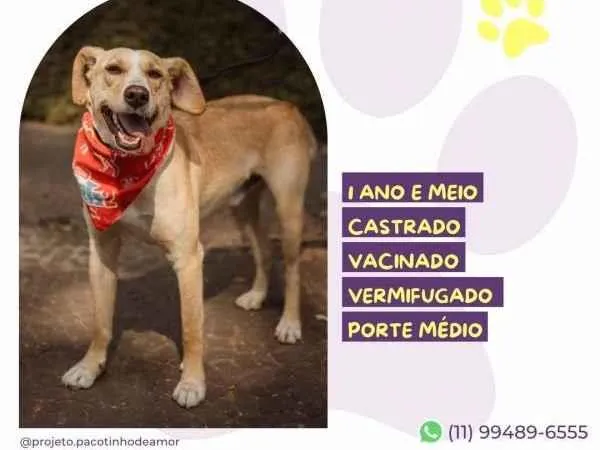 Cachorro ra a SRD-ViraLata idade 2 a 6 meses nome Lyon