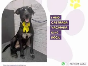 Cachorro raça SRD-ViraLata idade 1 ano nome Susy