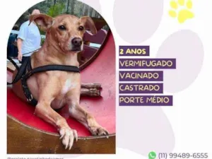 Cachorro raça SRD-ViraLata idade 1 ano nome Start