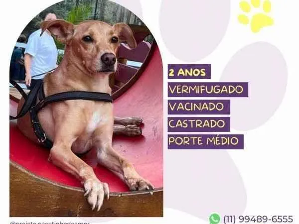 Cachorro ra a SRD-ViraLata idade 1 ano nome Start