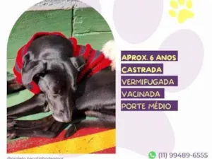 Cachorro raça SRD-ViraLata idade 1 ano nome Tatiane